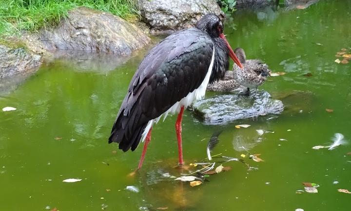 Zur Maininsel